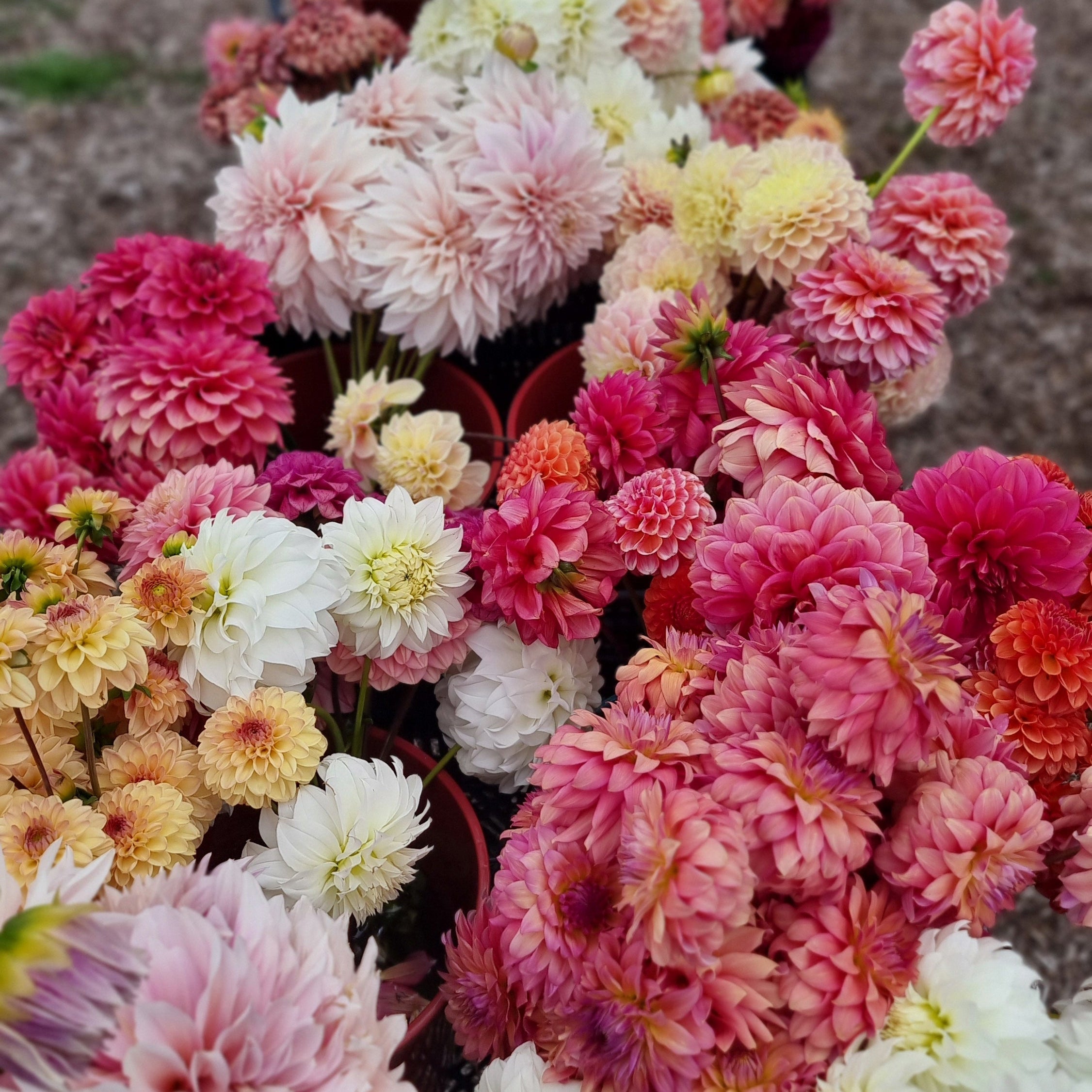 Dahlia Tubers