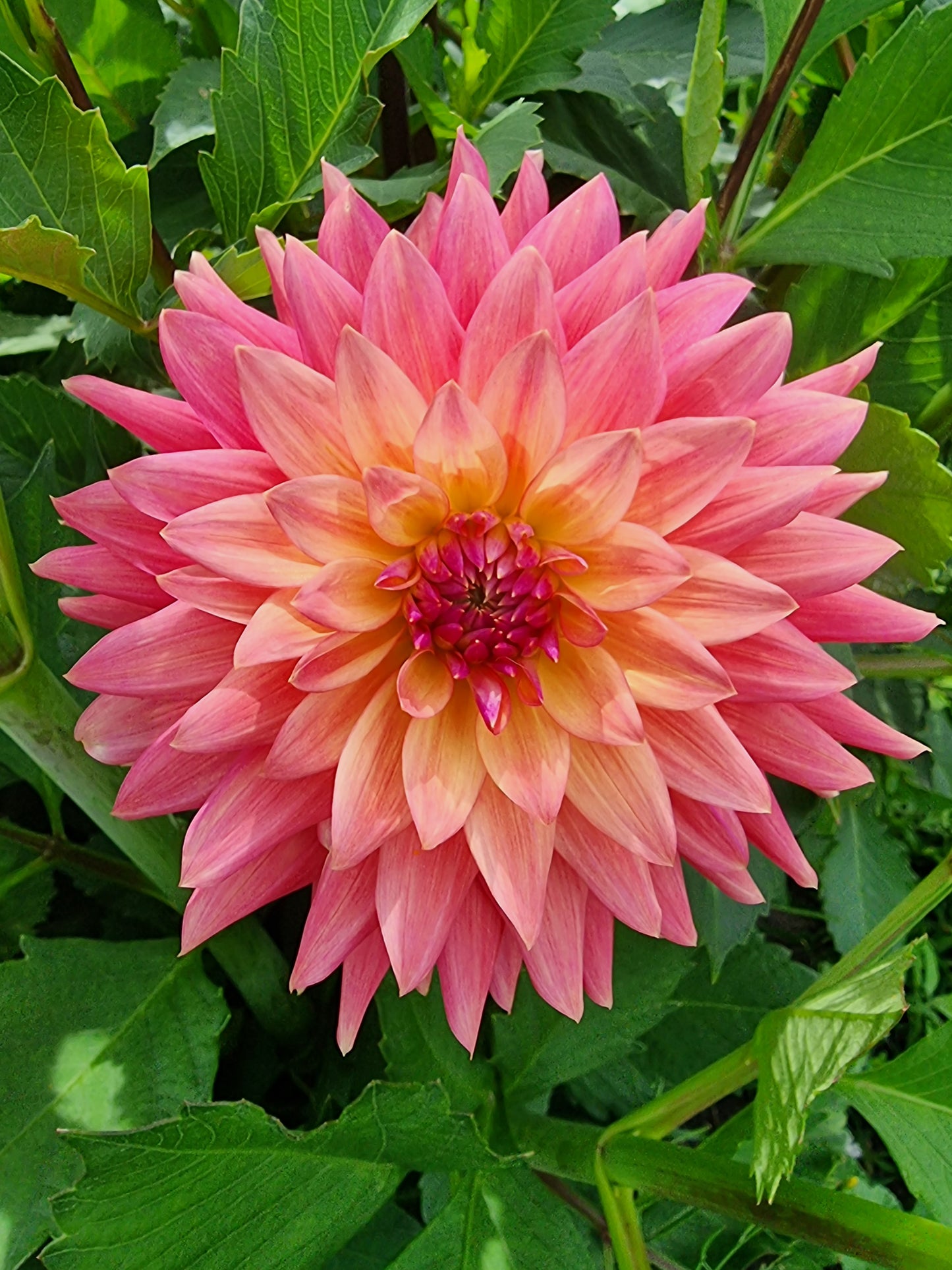 Florelie Seastar