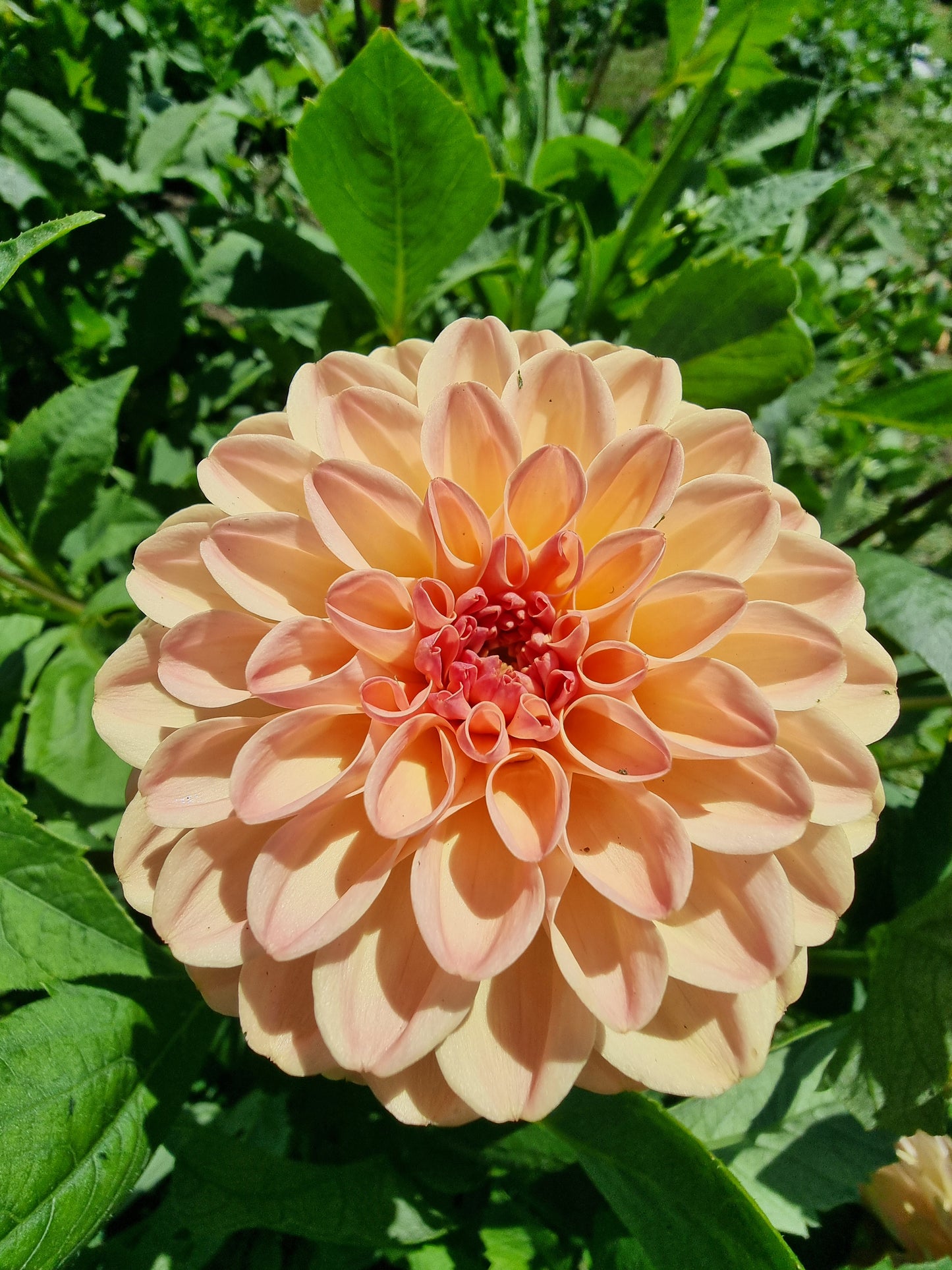Florelie Toffee