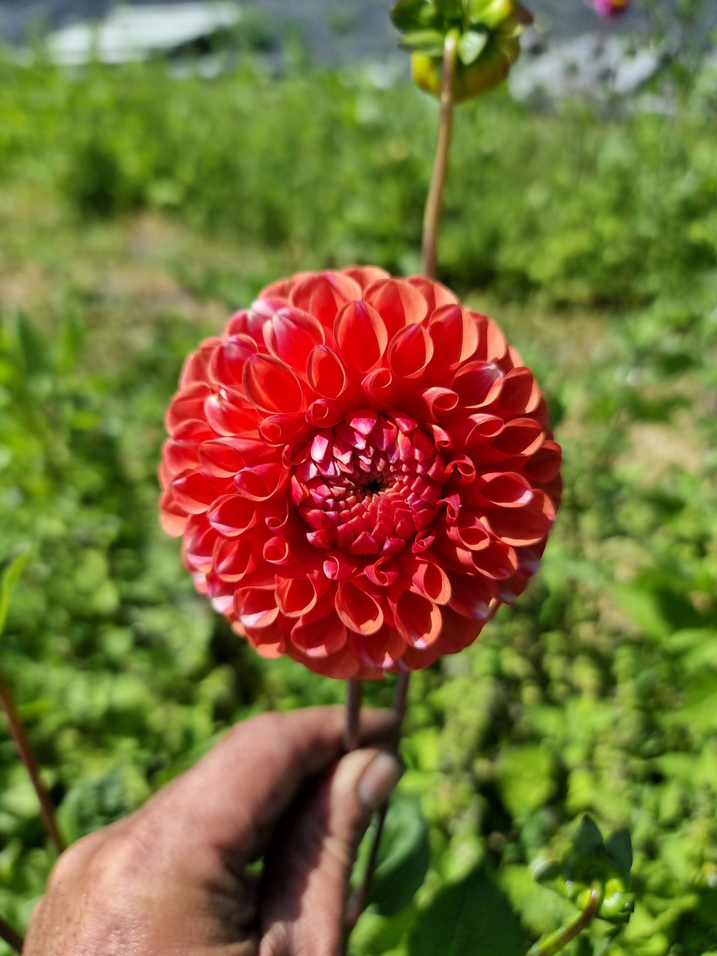 Florelie Angostura