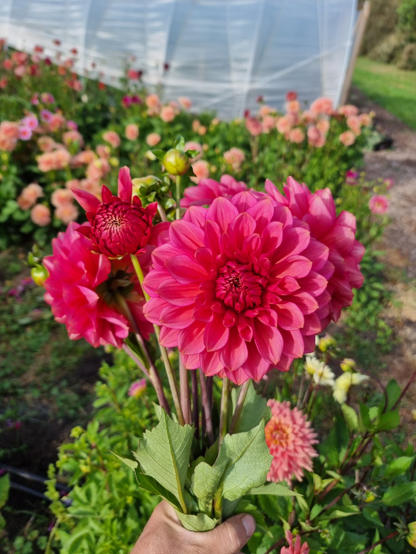 Florelie Guava