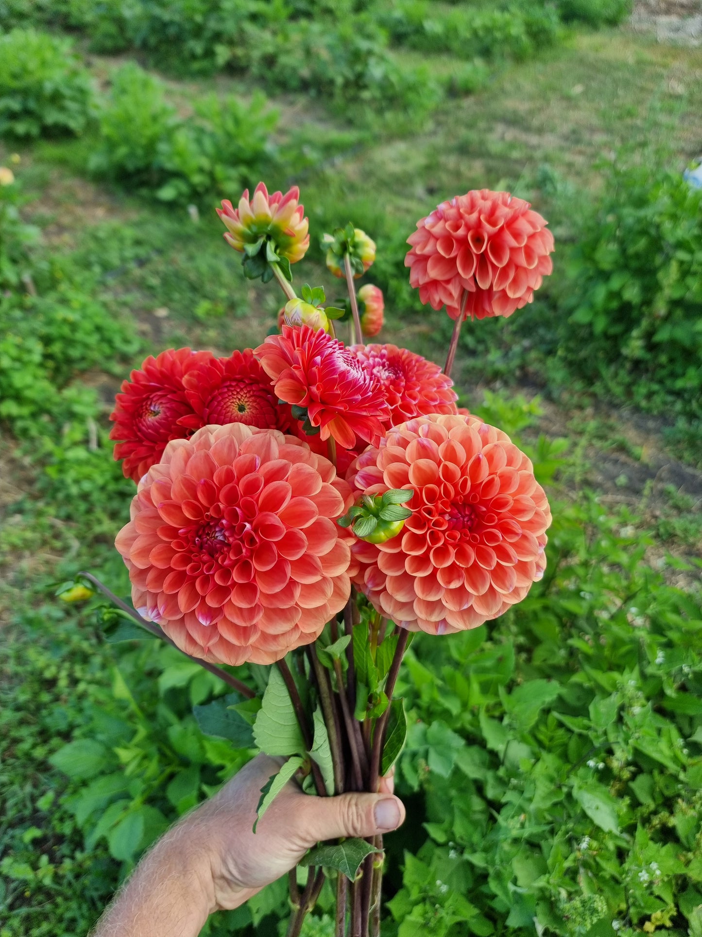 Florelie Angostura