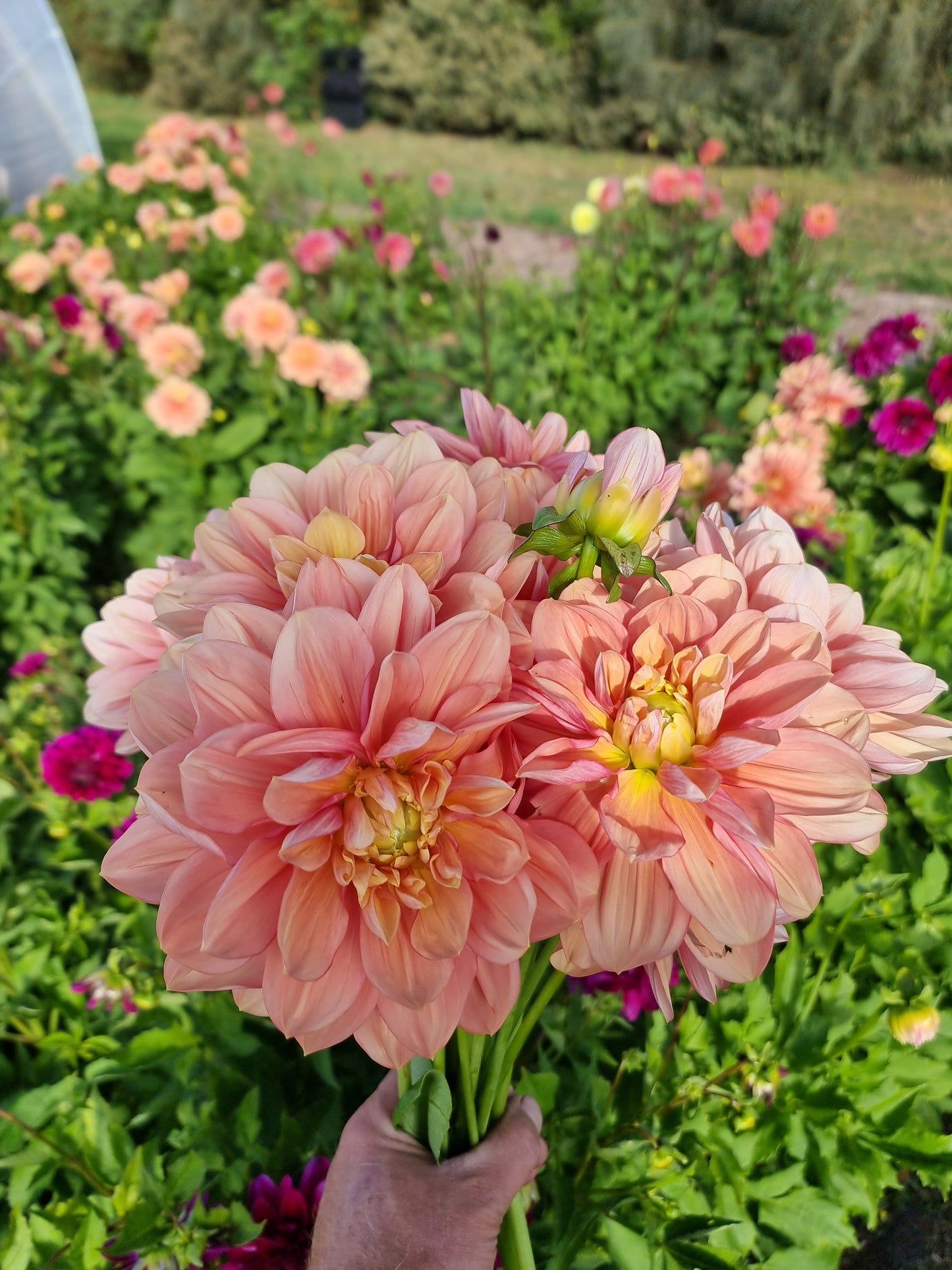 Florelie Pixie