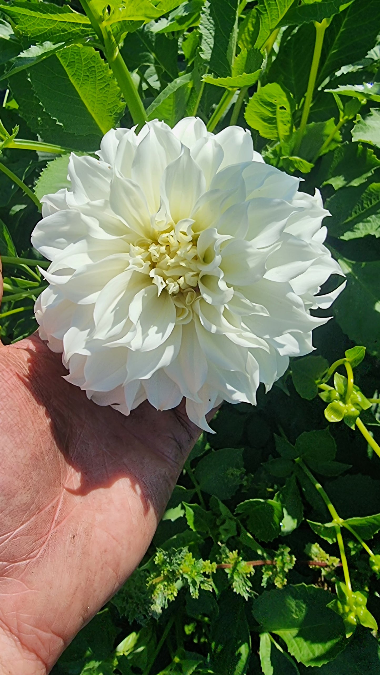 Florelie Whipped Cream