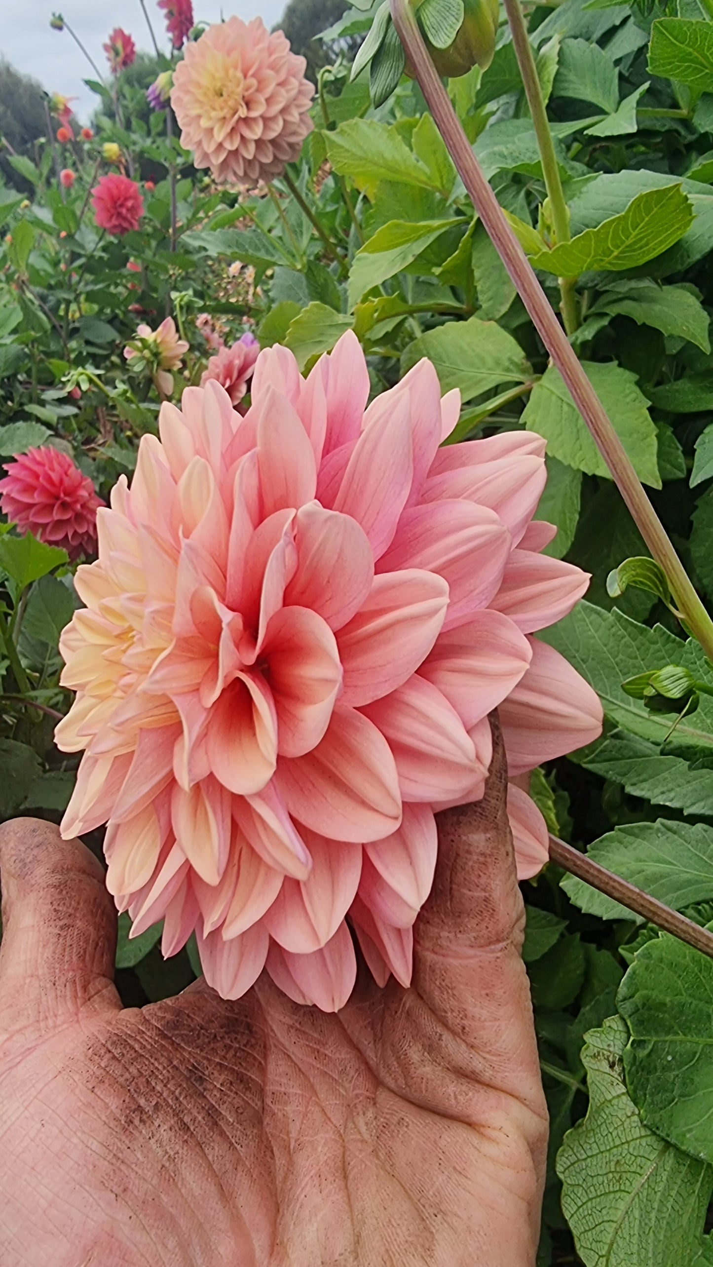 Florelie Kindness