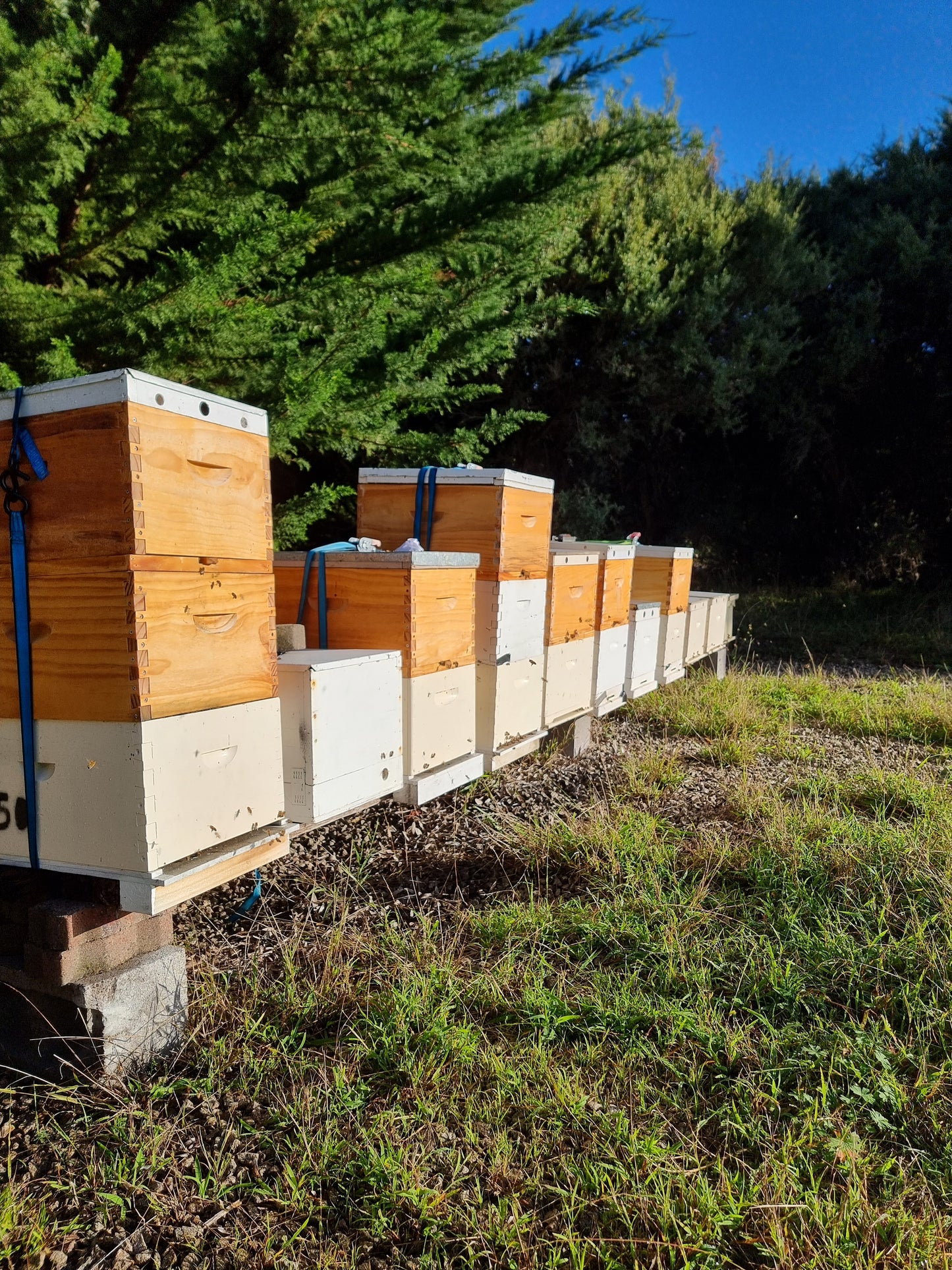 Local Flora Honey - 700g