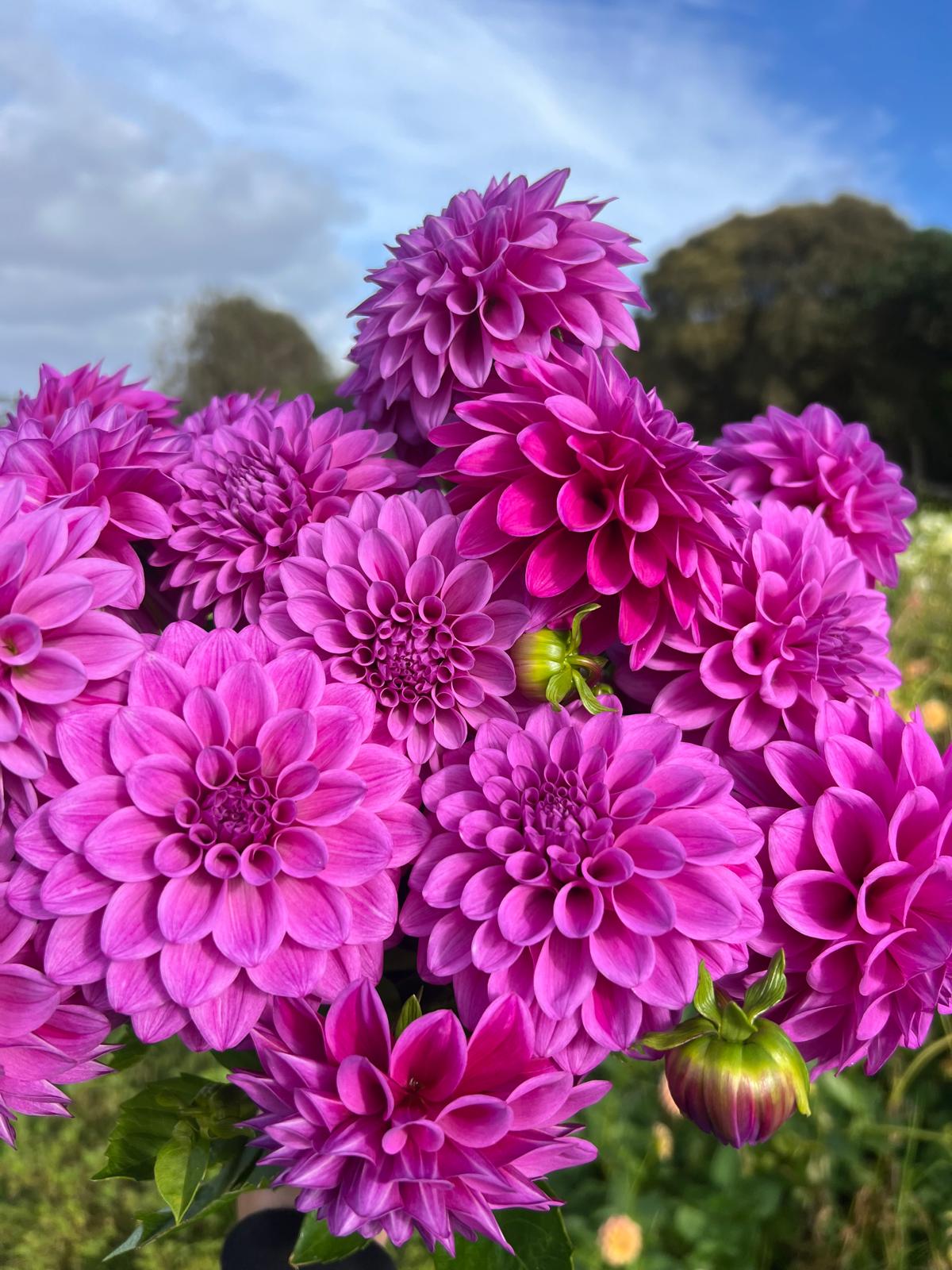 Florelie Jeanette