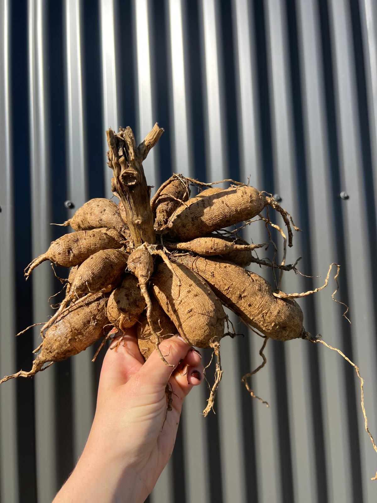Mertons Peach Single - Whole Clump