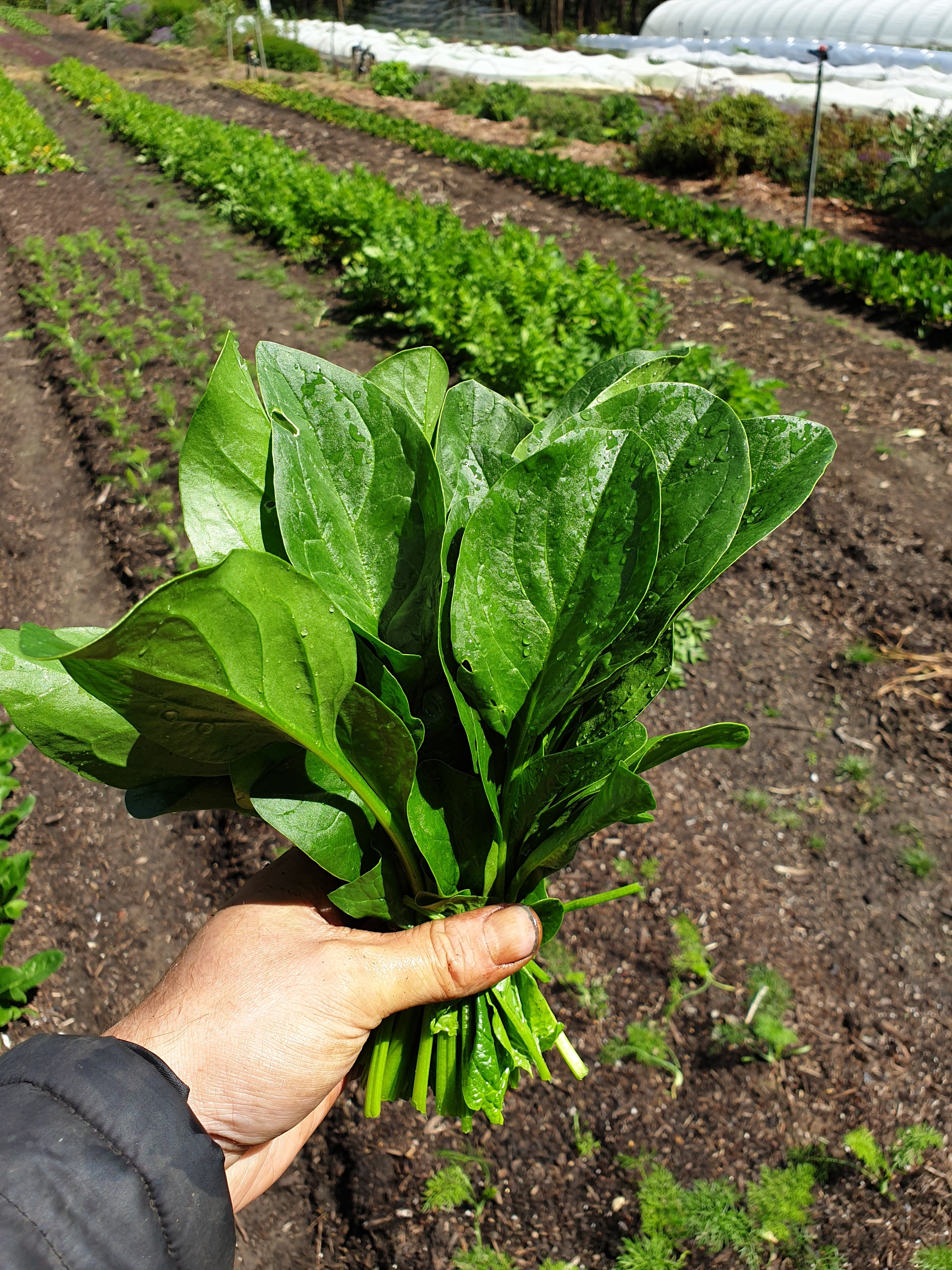 Salads & Greens
