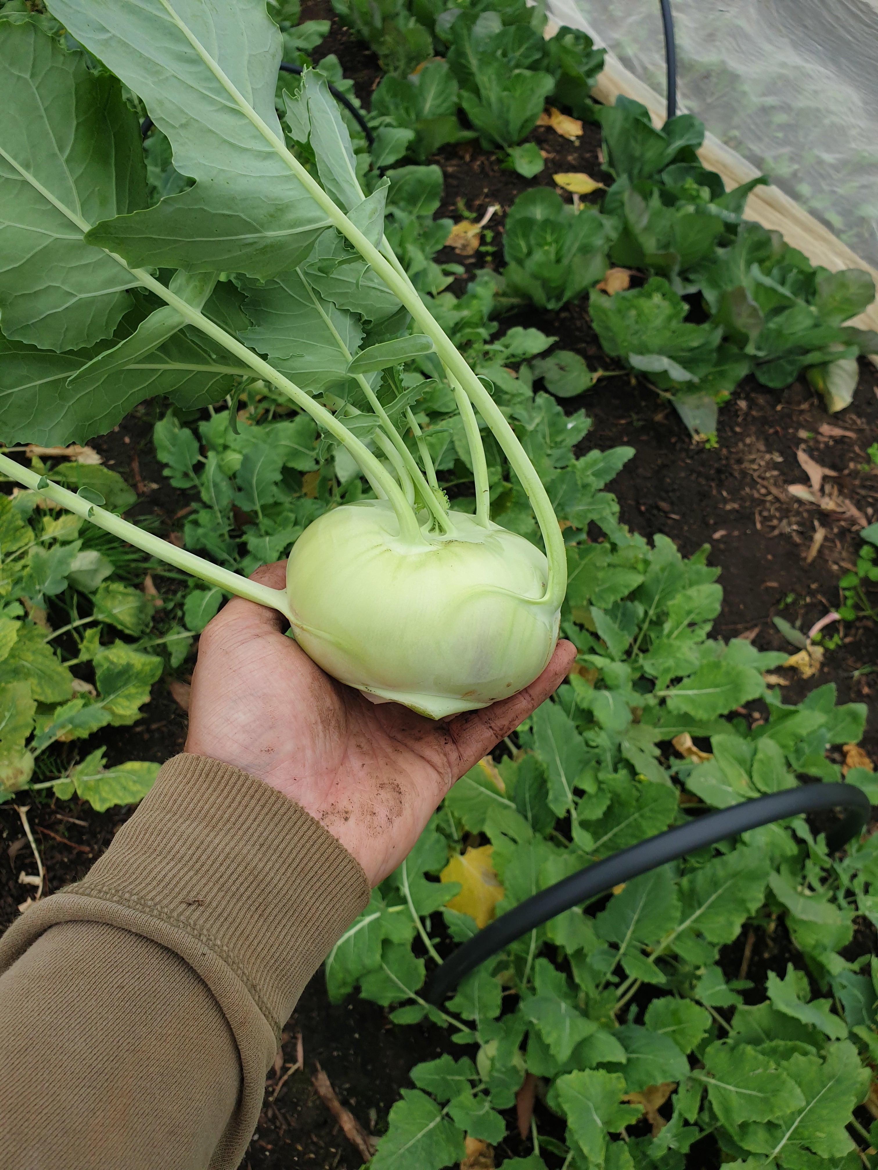 Vegetables