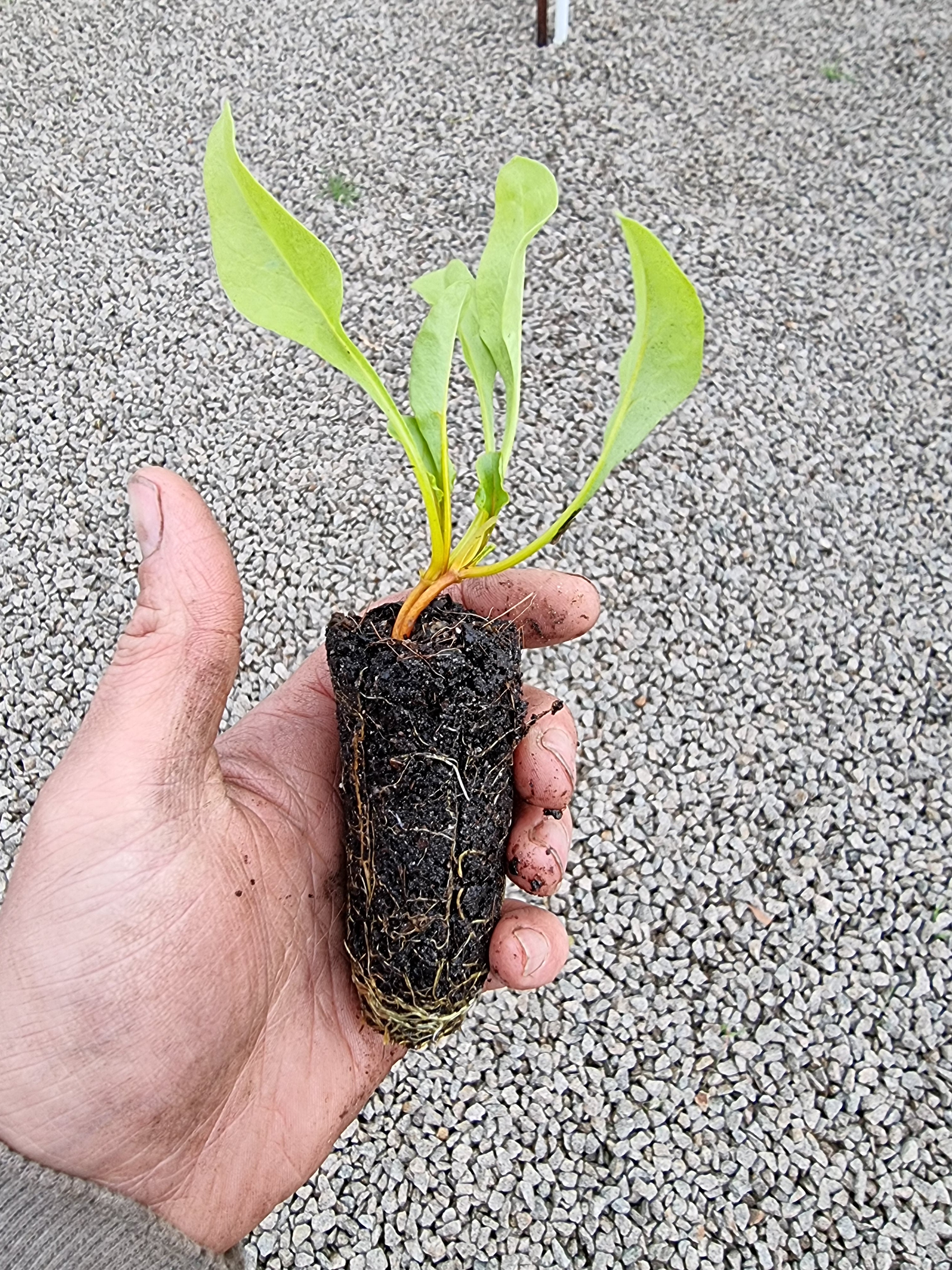 Veggie Seedlings