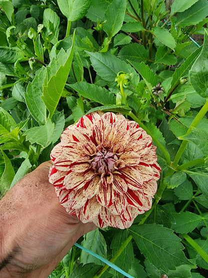 Florelie Raspberry Cheesecake