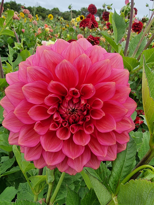 Florelie Guava