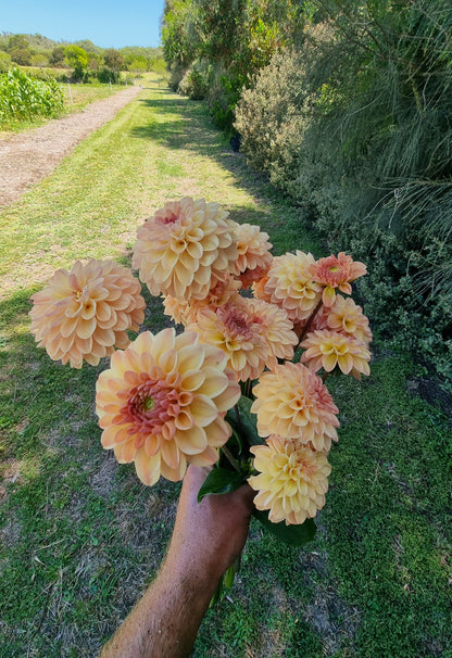 Florelie Toffee