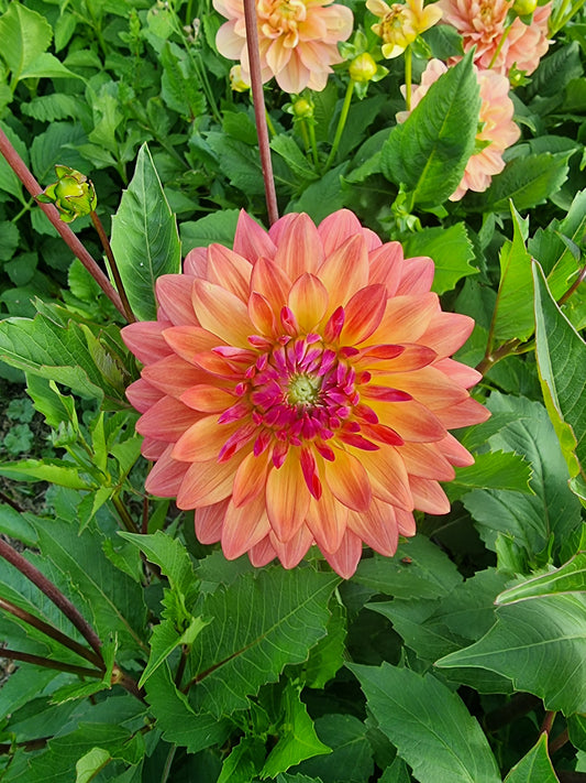 Florelie Seastar