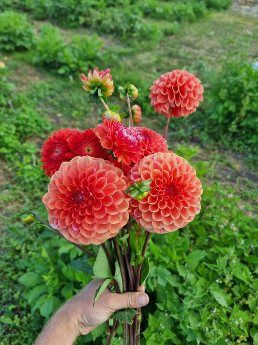 Florelie Angostura