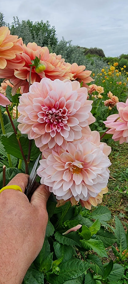 Florelie Tropical Dream