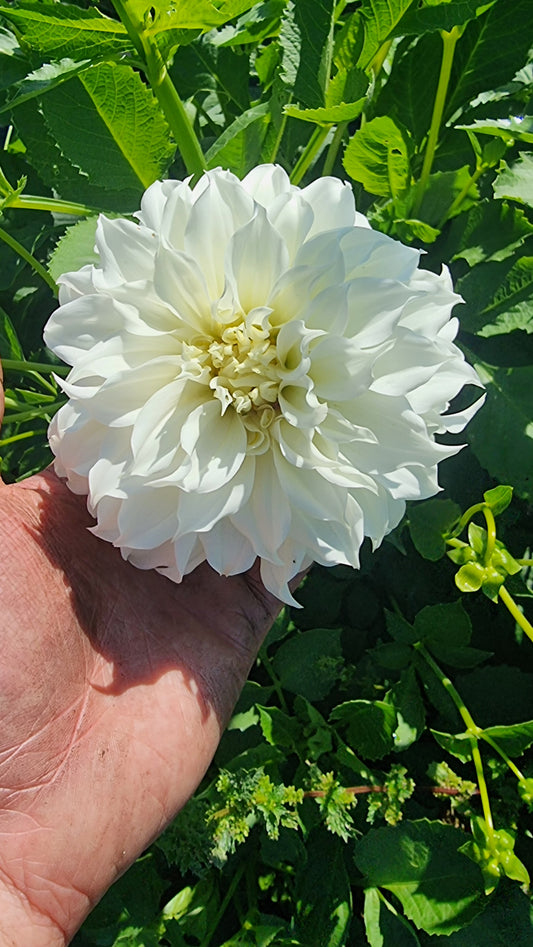 Florelie Whipped Cream