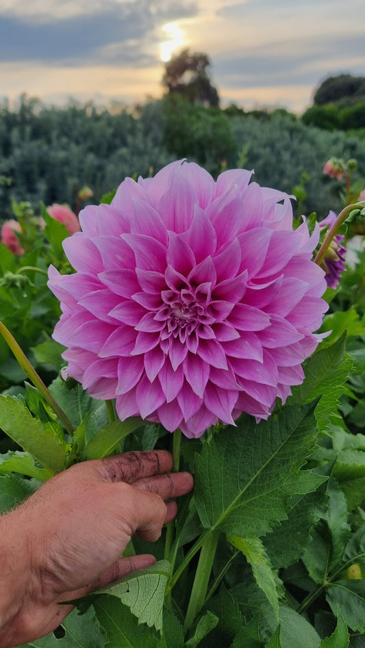 Florelie Cafe Violette