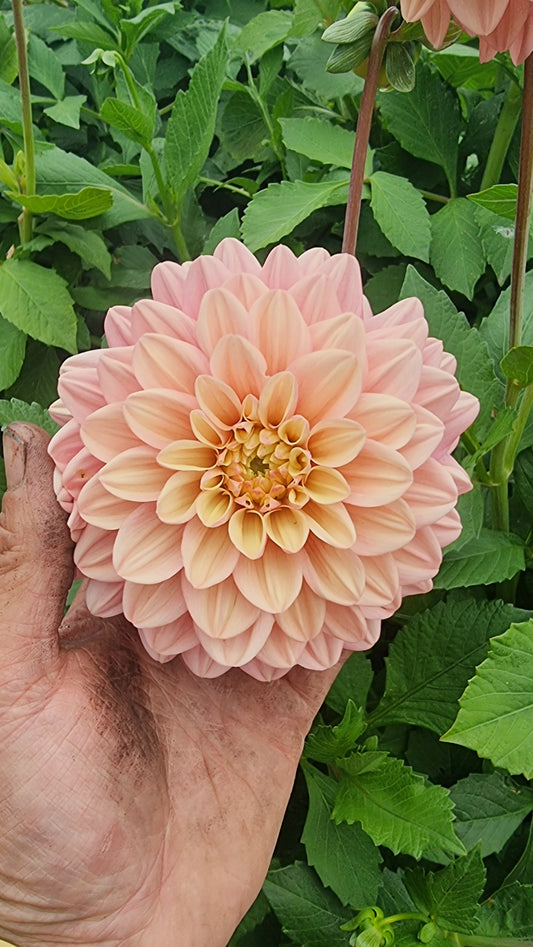 Florelie Kindness