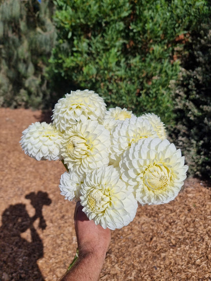 Boundry Snowflake