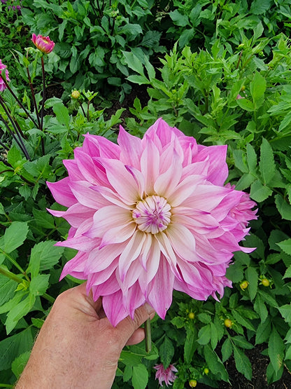 Florelie Meagan