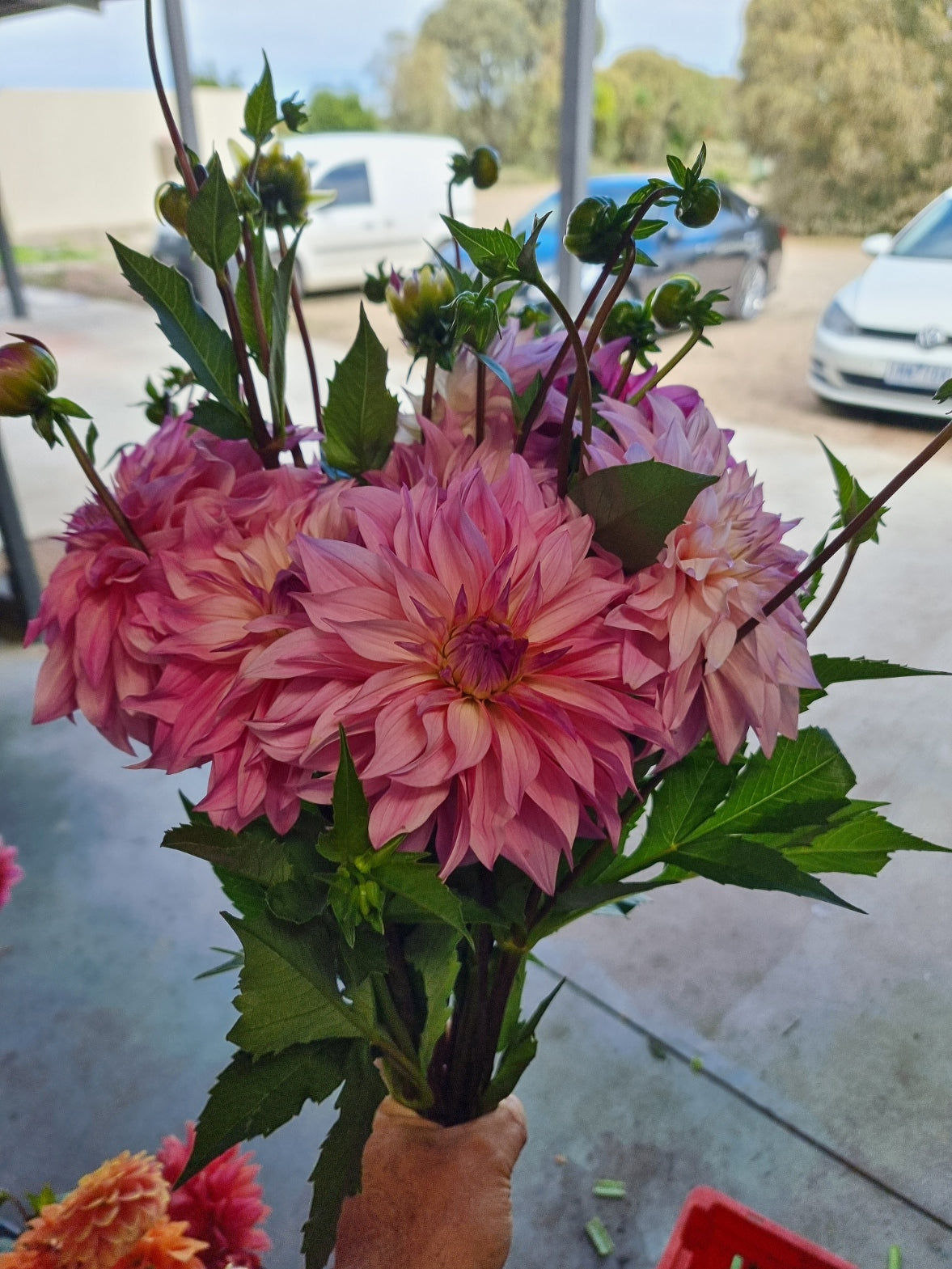 Florelie Meagan