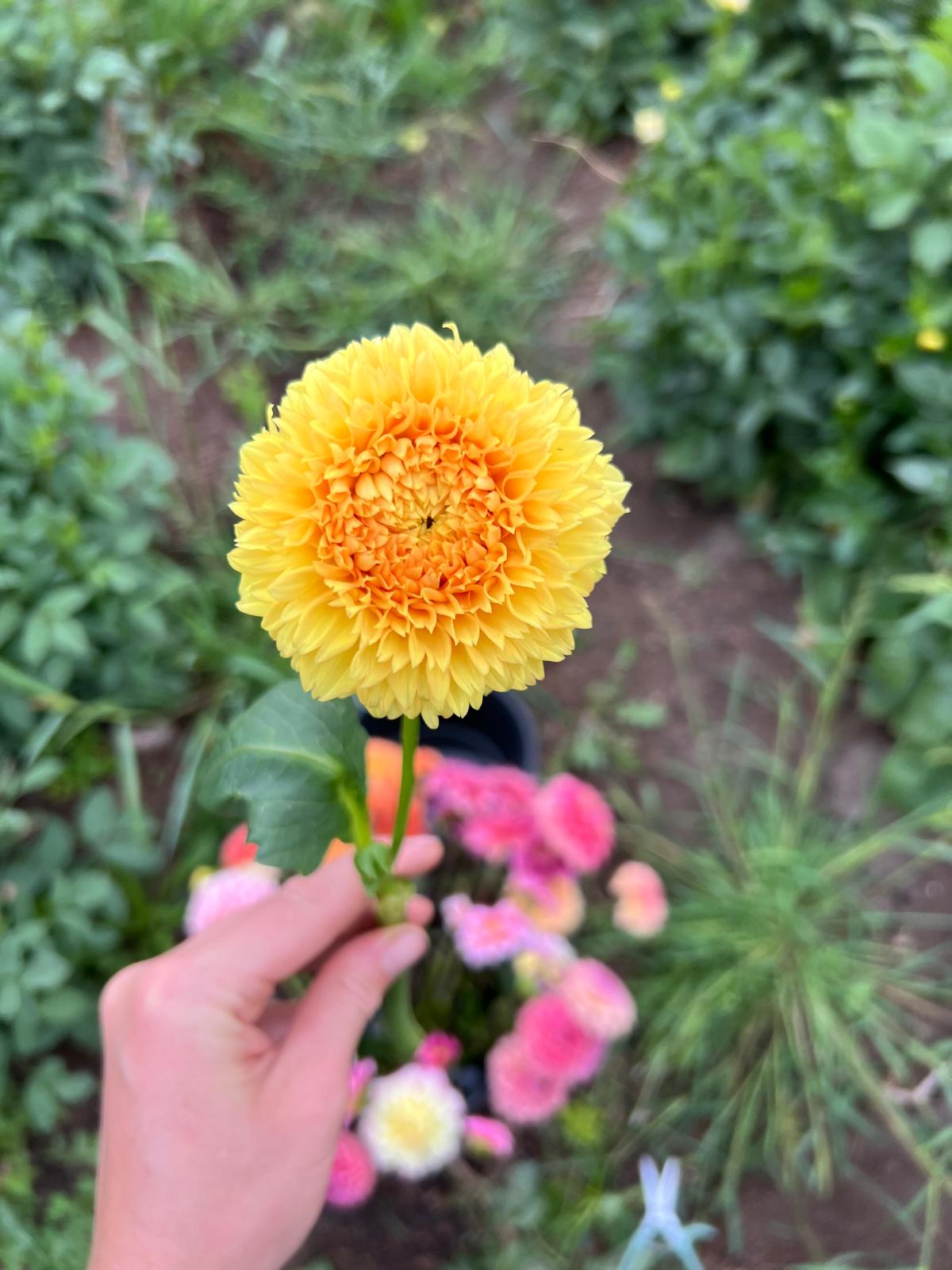 Florelie Dandelion