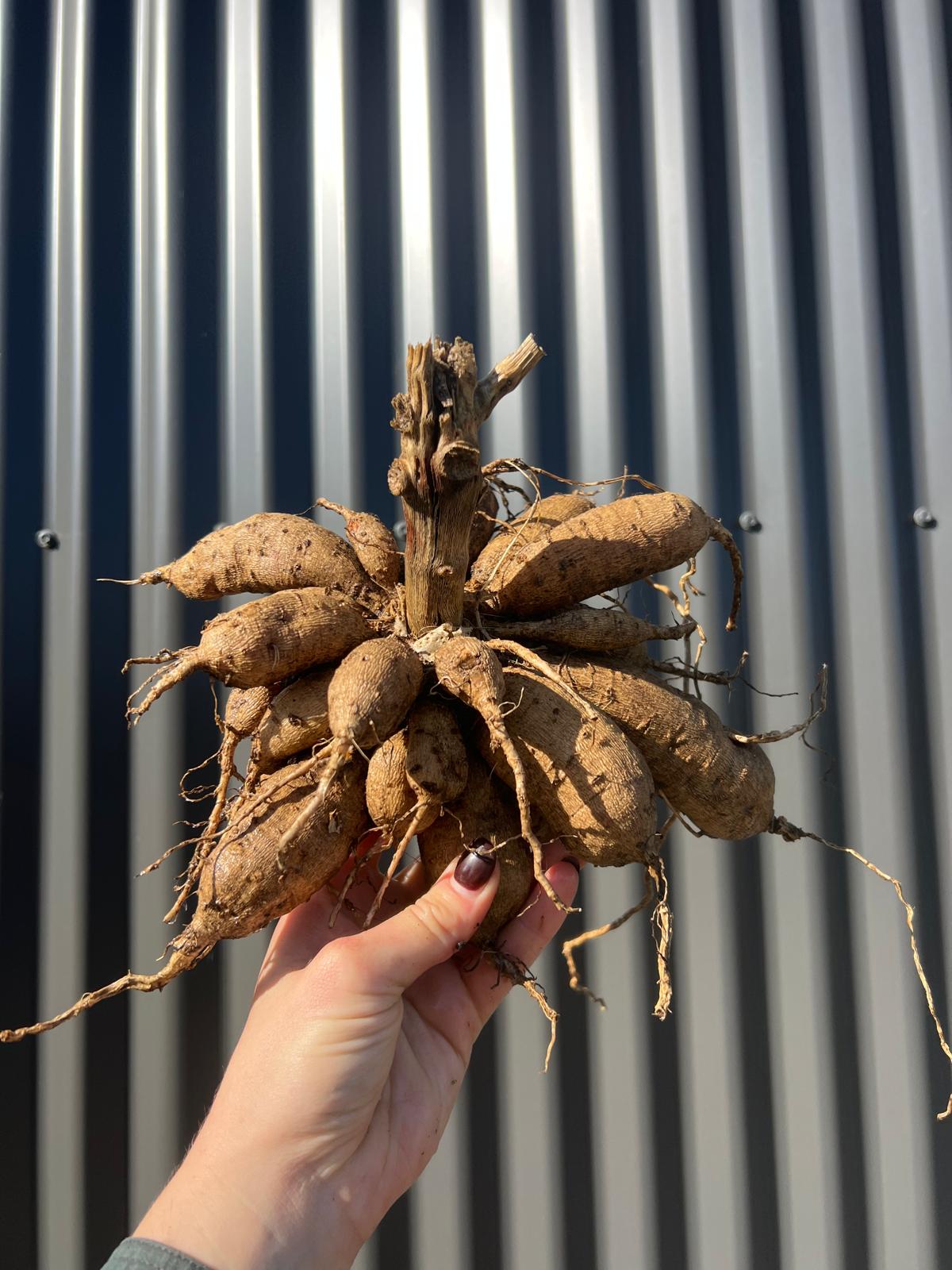 Mertons Peach Single - Whole Clump
