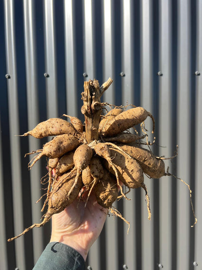 Mertons Peach Single - Whole Clump