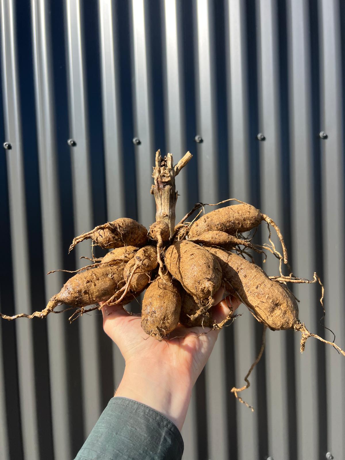 Mertons Peach Single - Whole Clump