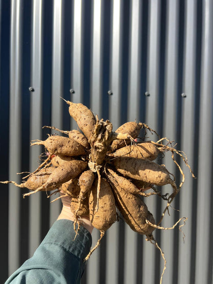 Mertons Peach Single - Whole Clump