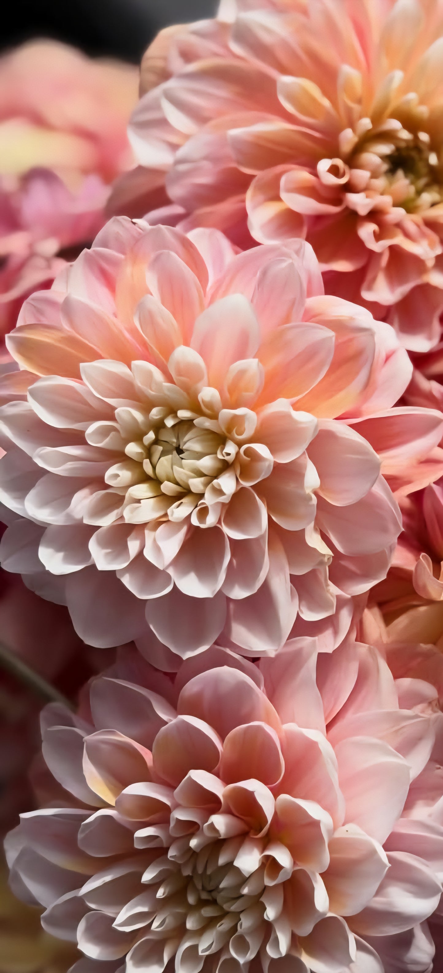 Florelie Tropical Dream
